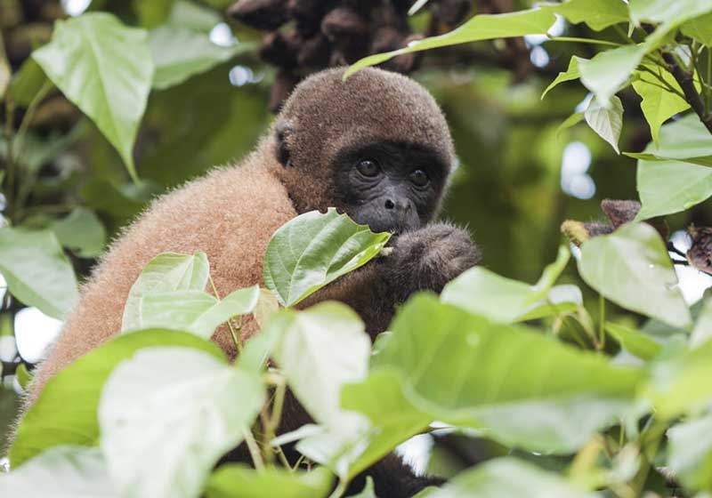 Breathtaking Peruvian Wildlife - Easygoing Peru