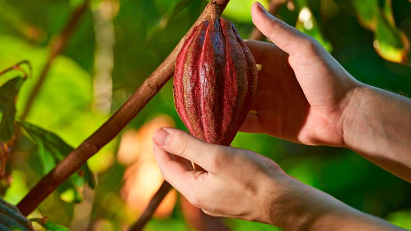 Cacao Tree | Cacao Bean