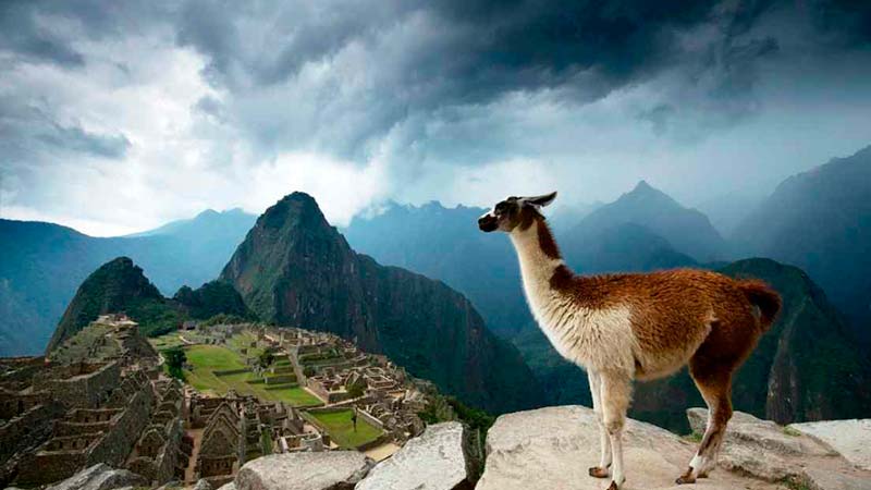 Llamas in Machu Picchu