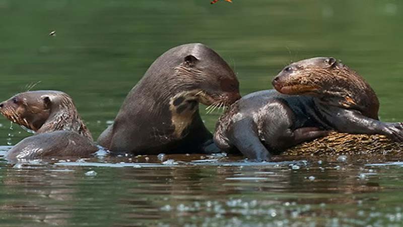 Breathtaking Peruvian Wildlife