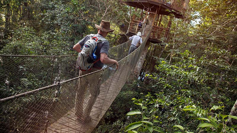 Diverse Peruvian  Jungle