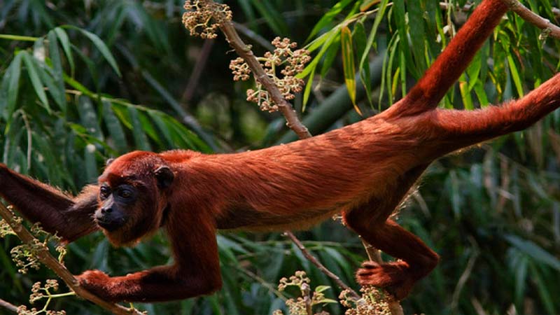 Pure Peru Amazon Tour