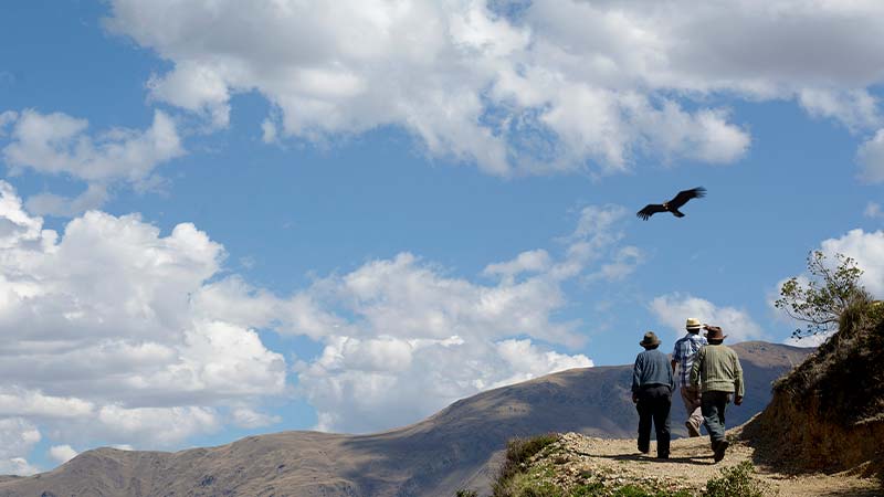 Condor Sighting in Chonta